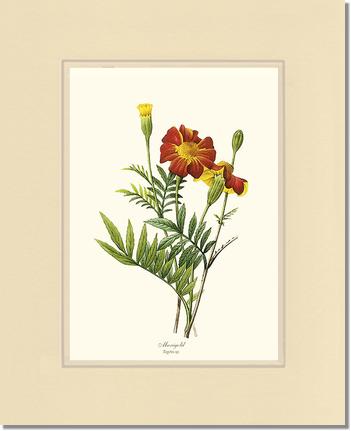 Marigold | Flower/Floral Art Print
