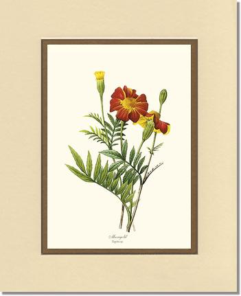 Marigold | Flower/Floral Art Print