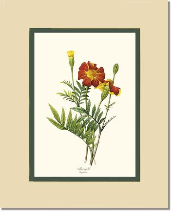 Marigold | Flower/Floral Art Print