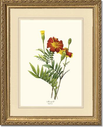 Marigold | Flower/Floral Art Print