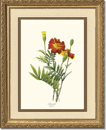 Marigold | Flower/Floral Art Print