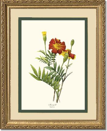 Marigold | Flower/Floral Art Print