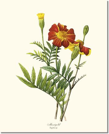 Marigold | Flower/Floral Art Print