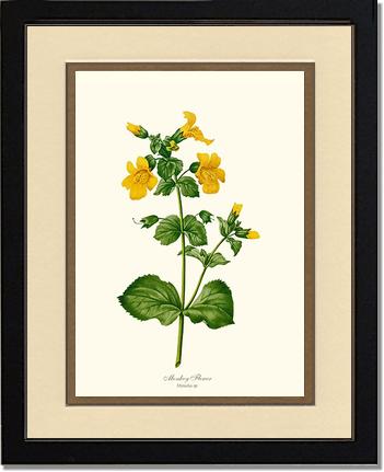 Monkeyflower | Flower/Floral Art Print