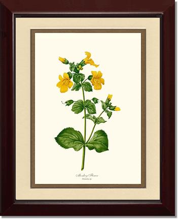 Monkeyflower | Flower/Floral Art Print