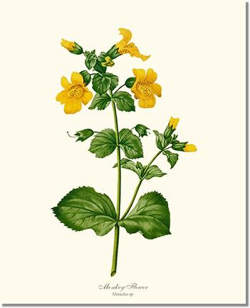 Flower Floral Print: Monkeyflower