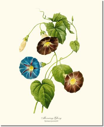 Flower Floral Print: Morning Glory