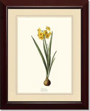 Narcissus