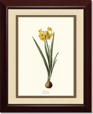 Narcissus