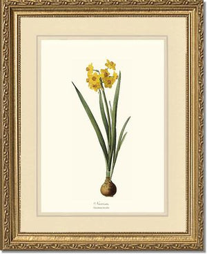 Narcissus