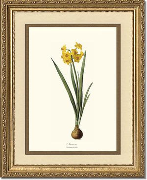 Narcissus