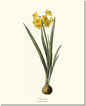 Narcissus