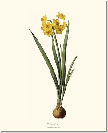 Narcissus