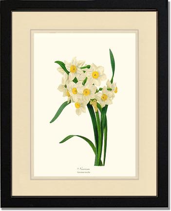 Narcissus | Flower/Floral Art Print