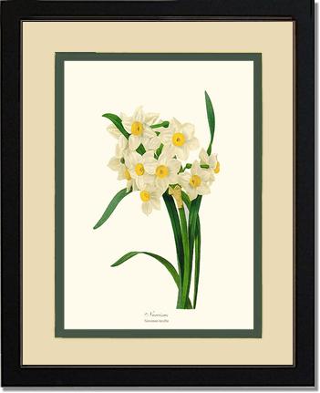 Narcissus | Flower/Floral Art Print
