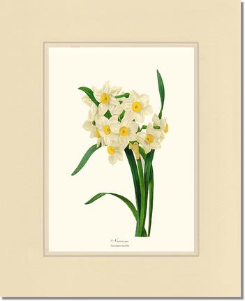 Narcissus | Flower/Floral Art Print