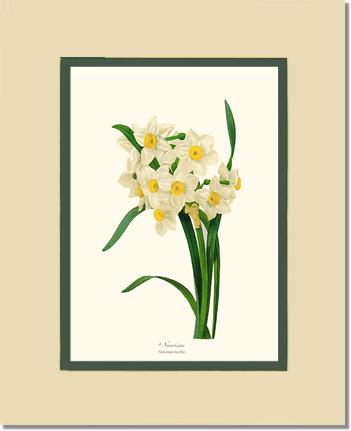 Narcissus | Flower/Floral Art Print