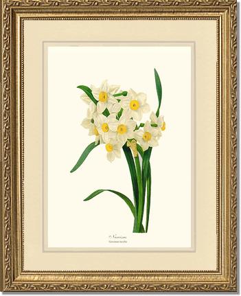 Narcissus | Flower/Floral Art Print