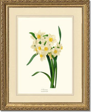 Narcissus