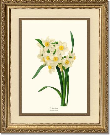 Narcissus | Flower/Floral Art Print