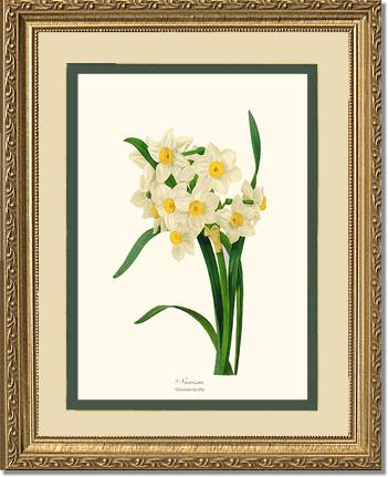 Narcissus | Flower/Floral Art Print