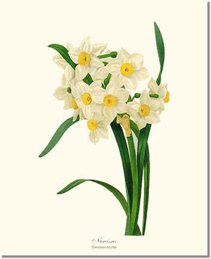 Flower Floral Print: Narcissus