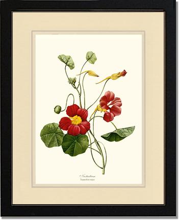 Nasturtium | Flower/Floral Art Print