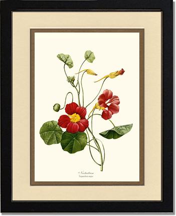 Nasturtium | Flower/Floral Art Print