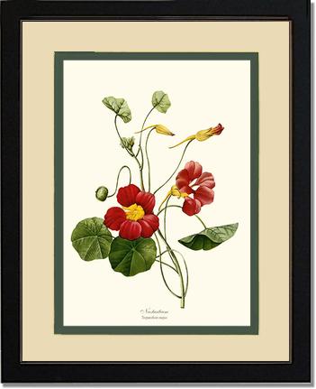 Nasturtium | Flower/Floral Art Print