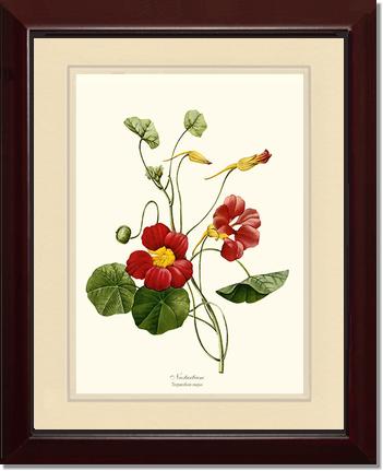Nasturtium | Flower/Floral Art Print