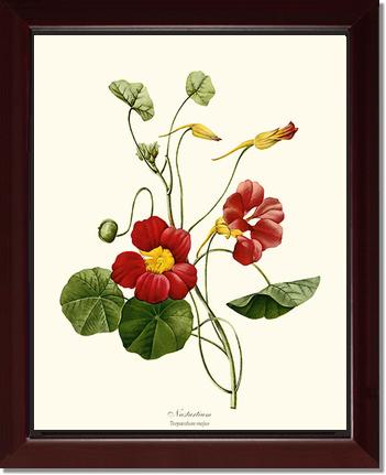 Nasturtium | Flower/Floral Art Print
