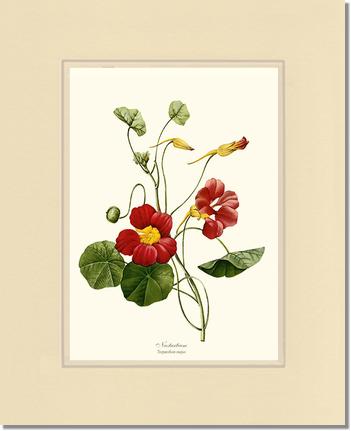 Nasturtium | Flower/Floral Art Print