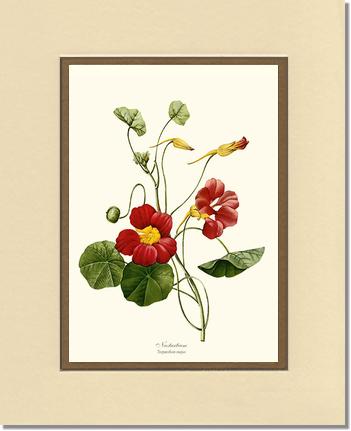 Nasturtium | Flower/Floral Art Print