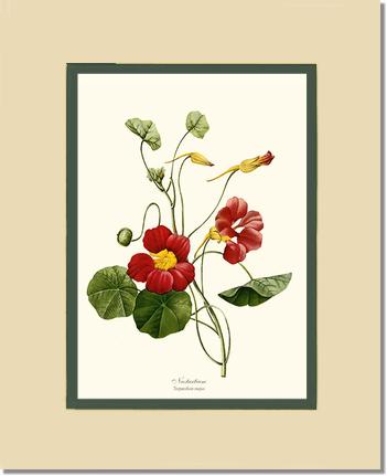 Nasturtium | Flower/Floral Art Print