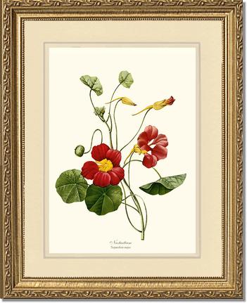 Nasturtium | Flower/Floral Art Print