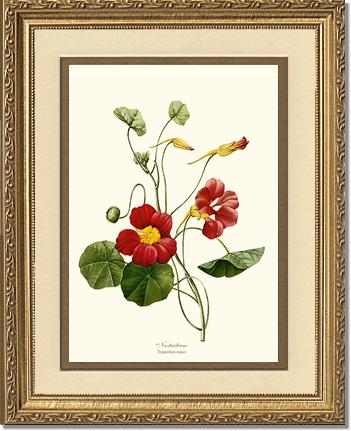 Nasturtium | Flower/Floral Art Print