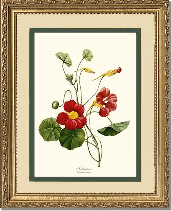 Nasturtium | Flower/Floral Art Print