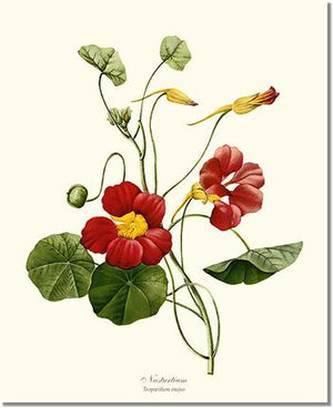 Flower Floral Print: Nasturtium