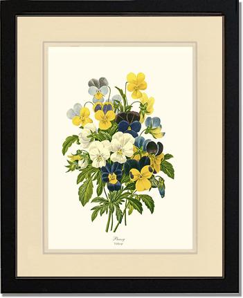 Pansies | Flower/Floral Art Print