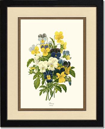 Pansies | Flower/Floral Art Print