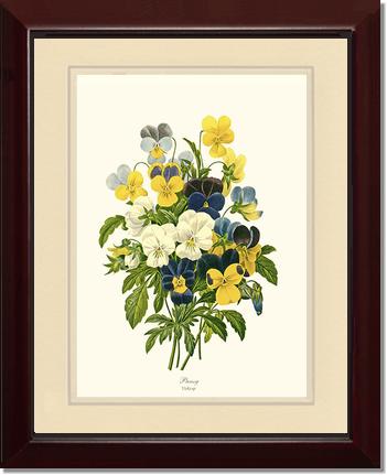 Pansies | Flower/Floral Art Print