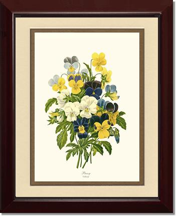 Pansies | Flower/Floral Art Print