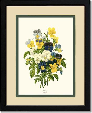 Pansies | Flower/Floral Art Print