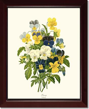 Pansies | Flower/Floral Art Print