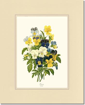 Pansies | Flower/Floral Art Print