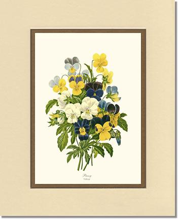 Pansies | Flower/Floral Art Print