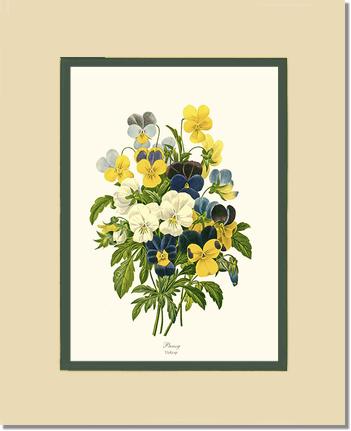 Pansies | Flower/Floral Art Print