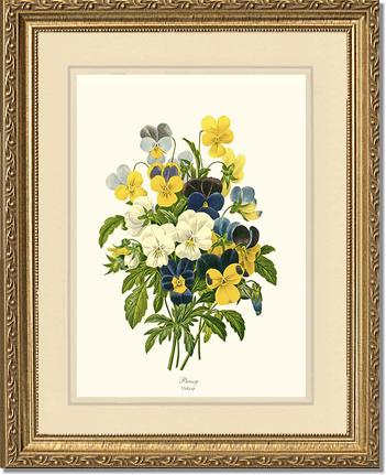 Pansies | Flower/Floral Art Print