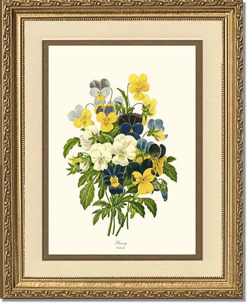 Pansies | Flower/Floral Art Print