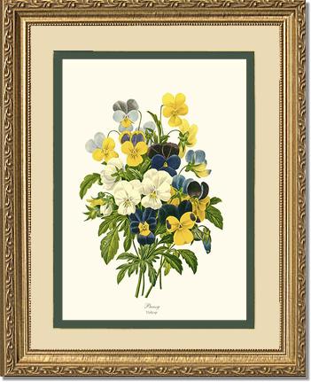 Pansies | Flower/Floral Art Print